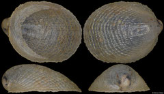 Plesiothyreus newtoni (Philippines, 2,9mm)