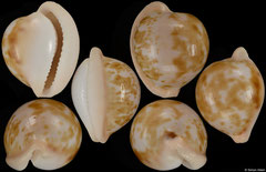 Cypraea volvens (South Africa, 22,9mm)
