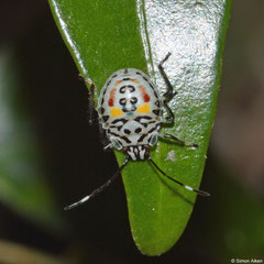 Shield bug (Pentatomoidea sp.) nymph, Andasibe, Madagascar