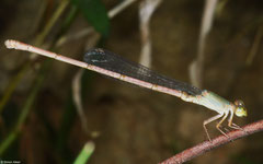 Narrow-winged damselfly (Coenagrionidae sp.), Hà Tiên, Vietnam