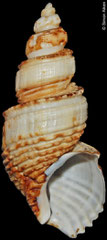 Ancistrolepis kawamurai (Sakhalin Island, Russia, 93,8mm)