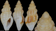 Mangeliidae sp. (Philippines, 5,1mm)