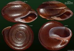Pleurodonte guadeloupensis (Guadeloupe)