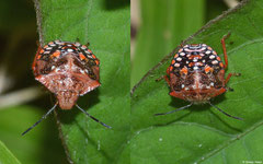 Southern green stink bug (Nezara viridula) 4th instar nymph, La Cumbre, Dominican Republic