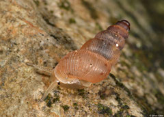 Chondropoma oculeum (N of Pedernales, Dominican Republic)