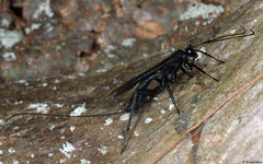 Parasitoid wasp (Apocrita sp.), Phang Nga, Thailand