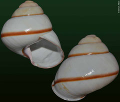 Helicobulinus sarcinosa (Philippines, 65mm, 70mm)