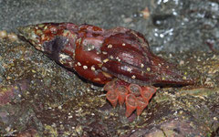 Latirus mediamericanus guarding eggs (Cebaco Island, Pacific Panama)