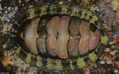 Rhyssoplax salihafui (Lavanono, Madagascar)