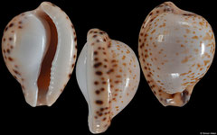 Cypraea algoensis form 'sanfrancisca' (South Africa, 21,6mm)