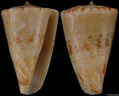 Conus visagenus (South Africa, 28,2mm) F/F+ €42.00