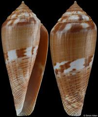 Conus mozambicus (South Africa, 45,7mm)