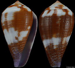 Conus scabriusculus (Philippines, 32,6mm)