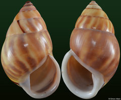 Amphidromus comes polymorpha (Vietnam, 46,8mm, 47,7mm) F+++ €5.00 (specimens for sale are 45-47mm and are of the same quality as the specimens illustrated)