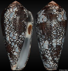 Conus cf. pennaceus (Mozambique, 53,3mm) F+++ €26.00