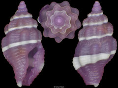 Hemilienardia goubini (Philippines, 3,4mm)