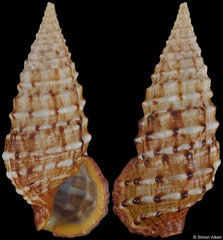 Cerithium claviforme (Marshall Islands, 26,6mm)