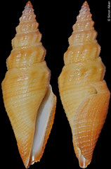 Bathytoma sp. (Philippines, 21.0mm)