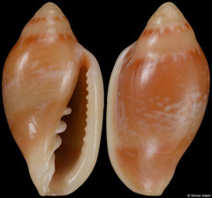 Marginella aurantia (Senegal, 19,8mm) F+++ €5.00 (specimens for sale are 19-21mm and are of the same quality as the specimen illustrated)