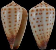 Conus bairstowi (South Africa, 35,3mm)