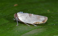 Planthopper (Fulgoromorpha sp.), Ban Naka, Vientiane Province, Laos