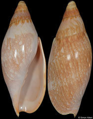 Ericusa sericata (Queensland, Australia, 102,5mm)