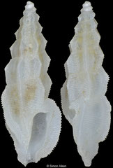 Pseudorhaphitoma multigranosa (Philippines, 7,8mm)