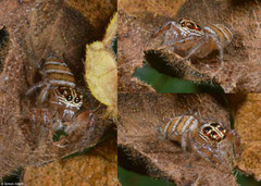 Jumping spider (Thyene sp.), Fianarantsoa, Madagascar