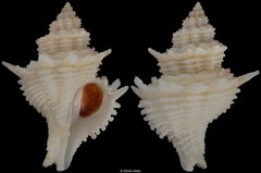 Babelomurex basilium (Brazil, 37,1mm)