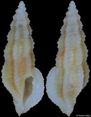 Pseudorhaphitoma ornata (Philippines, 8,8mm)