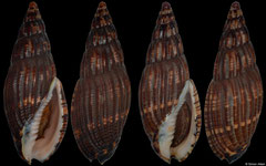 Lyria solangeae (Madagascar, 57,0mm, 56,9mm)