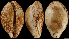 Luria cahuzaci (Estoti St-Paul-les-Dax, France, 42,1mm) Chattian (Late Oligocene) fossil