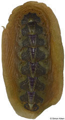Notoplax violacea (New Zealand, 40,0mm)