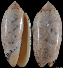 Oliva mantichora (Madagascar, 56,0mm) F++ €3.00 (specimens for sale are 53-56mm and are of the same quality as the specimen illustrated)