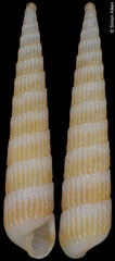 Turbonilla aff. aola (South Africa, 8,0mm) F+++ €8.00