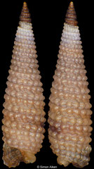 Mastonia aff. squalida (Philippines, 5,5mm) F+++ €2.00 (specimens for sale are c.5mm and are of the same quality as the specimen illustrated)