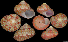 Gibbula multicolor (South Africa, 6,3mm, 5,1mm)
