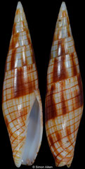 Nebularia dondani (Philippines, 36,4mm)