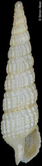 Terebra cf. doellojuradoi (Caribbean Colombia, 9,4mm)