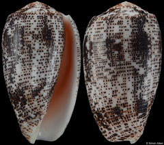 Conus stercusmuscarum (Philippines, 54,3mm)