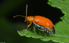 Leaf beetle (Chrysomelidae sp.), Balut Island, Philippines