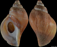Pyrulofusus deformis (Alaska, 70,1mm)