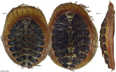Placiphorella velata (30,8mm, 33,4mm, Washington, USA)