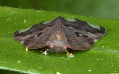 Planthopper (Ricaniidae sp.), Samal Island, Philippines