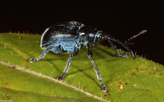 Weevil (Curculionoidea sp.), Angkor Chey, Cambodia