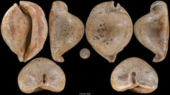 Zoila gigas (Muddy Creek, Victoria, Australia, 139,1mm) Balcombian (Middle Miocene) fossil