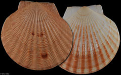 Argopecten lineolaris (Caribbean Colombia, 44,0mm)