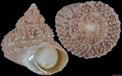 Bolma pseudobathyraphis (New Caledonia, 31,9mm)