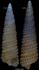 Cerithiopsis guatulcoensis (Pacific Mexico, 3,7mm, 4,0mm) F+++ €9.00