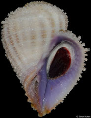 Coralliophila squamulosa (Philippines, 29,2mm)